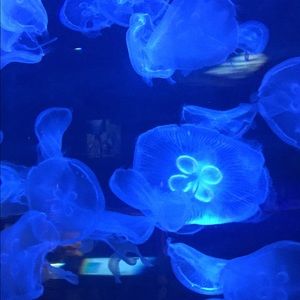 Meet your Posher, Dylan